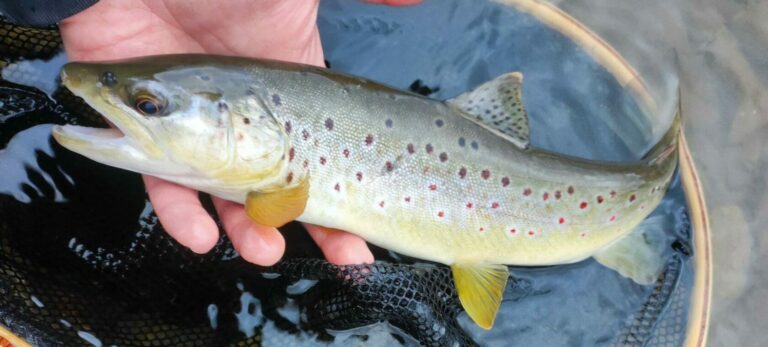 ПОКАНА: Традиционно откриване на пъстървовия сезон - Пъстървова Нова година 2026 1 329241691 867628561209376 755214980104839873 n e1768402509992