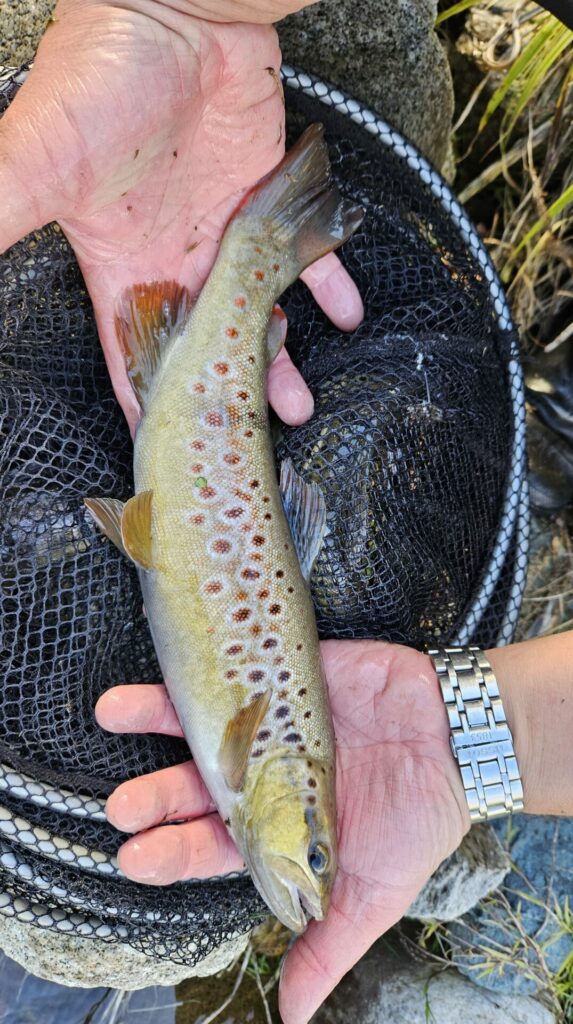 Втори успешен опит в добиване и оплождане на хайвер 5 20231115 151742