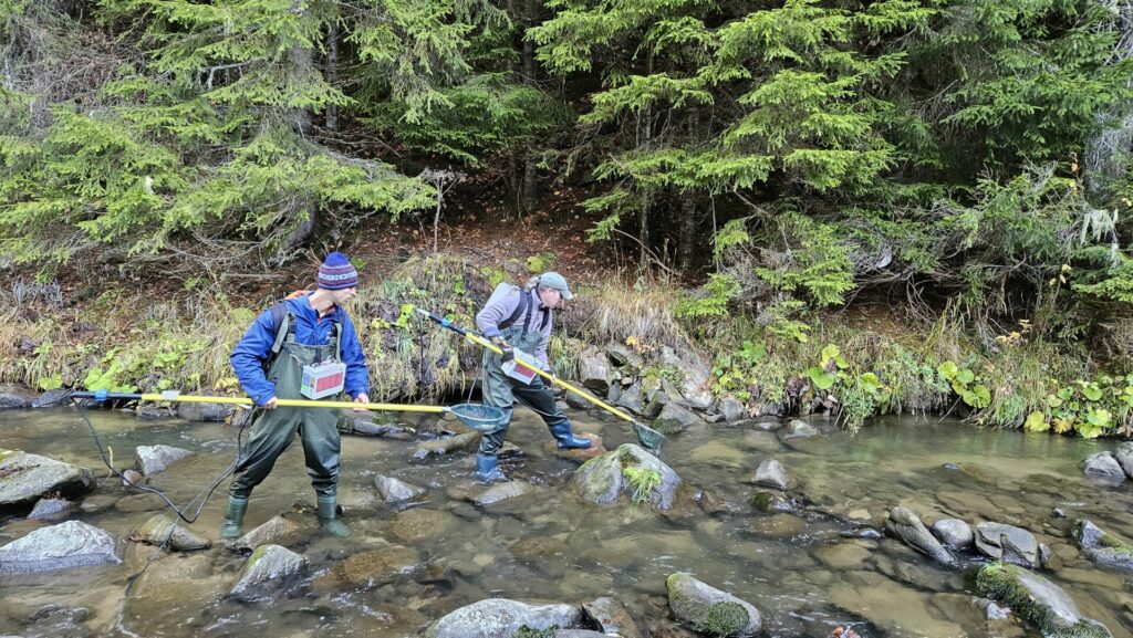 Втори успешен опит в добиване и оплождане на хайвер 3 20231116 111451
