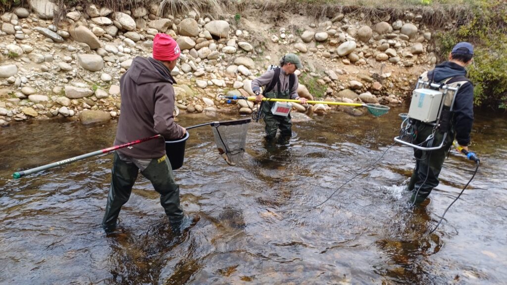 Първи успешен опит в добиване и оплождане на хайвер 3 4