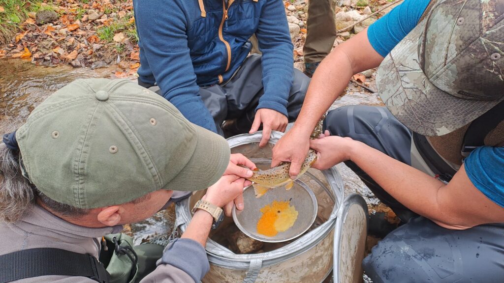 Първи успешен опит в добиване и оплождане на хайвер 4 5