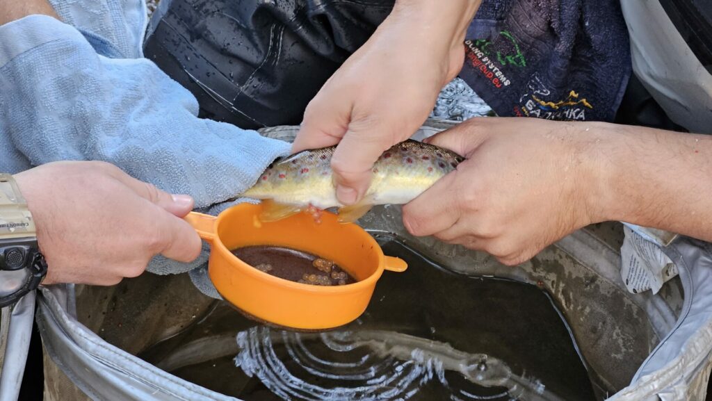 Втори успешен опит в добиване и оплождане на хайвер 4 9 1