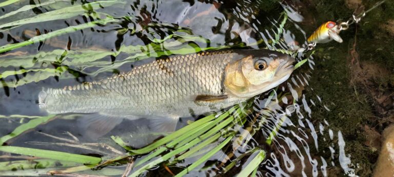 Забрана за улов на пролетно-лятно размножаващите се видове риба и други водни организми 2024