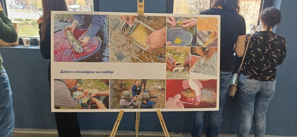 Македонската пъстърва – истинската балканка, която се завръща у дома 14 10