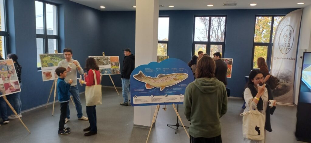 Македонската пъстърва – истинската балканка, която се завръща у дома 11 7