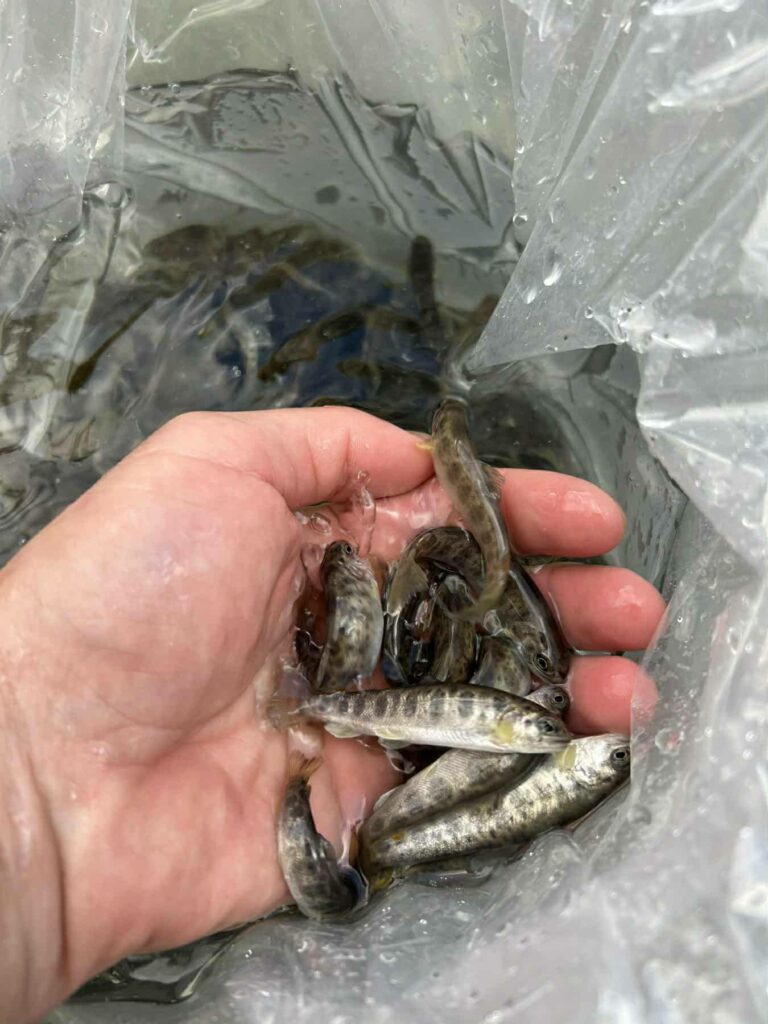 ПОКАНА: Традиционно откриване на пъстървовия сезон - Пъстървова Нова година 2026 6 11 4