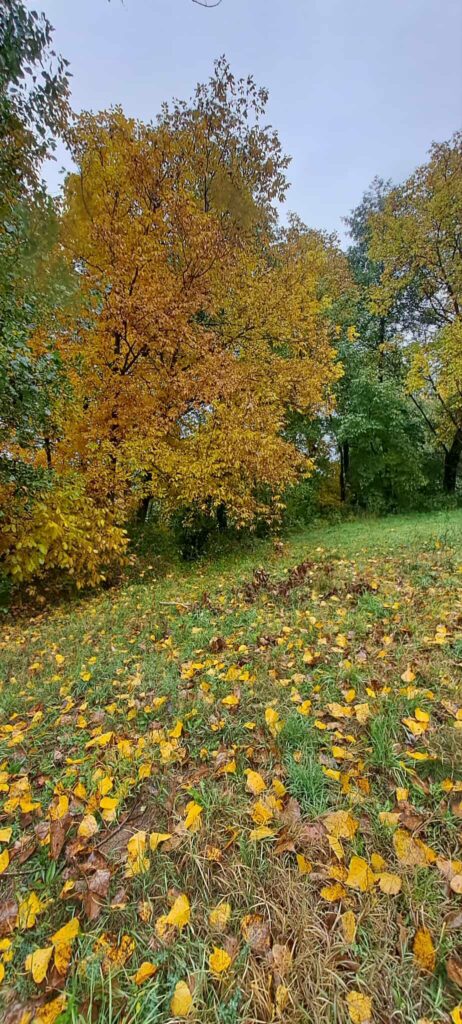 Почистване на река Искрецка, 18.10.2025 16 15 3