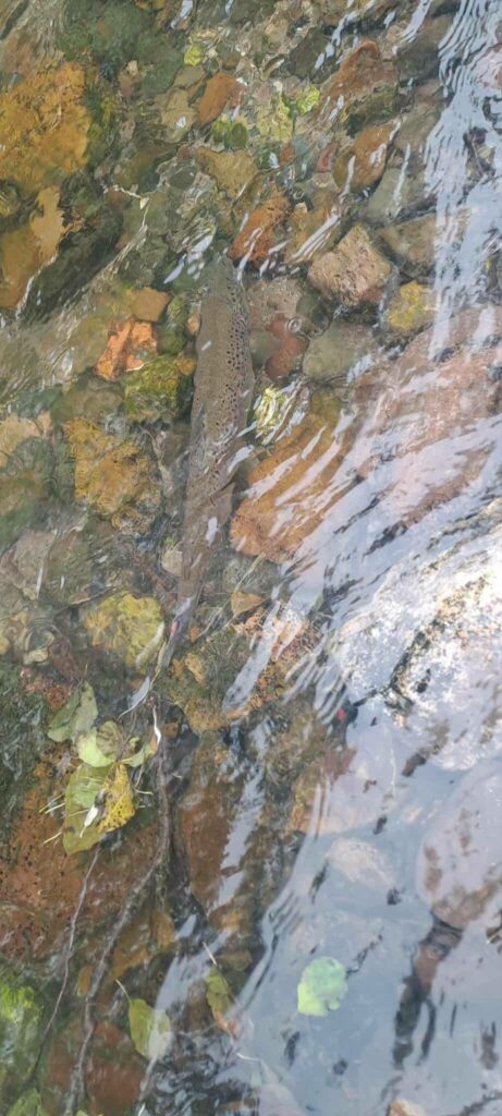 Почистване на река Искрецка, 18.10.2025 17 16 3