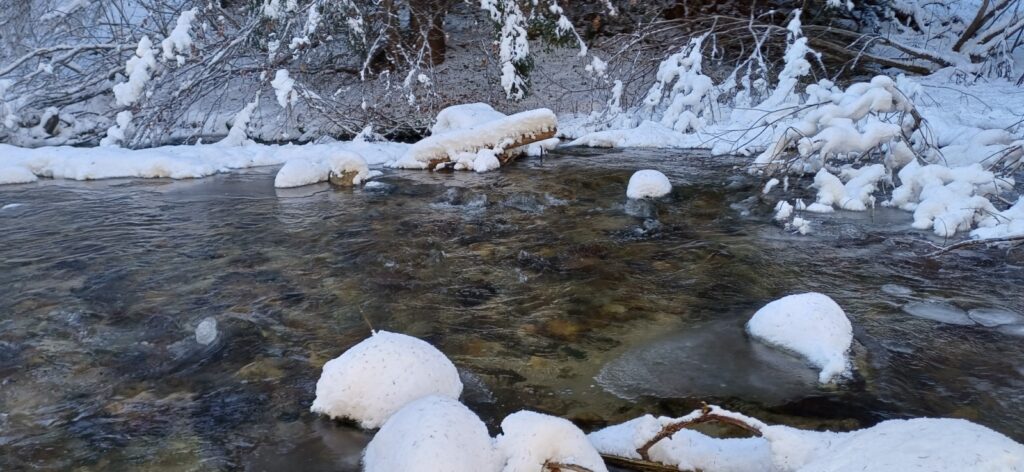 Зарибяване с оплоден хайвер 29.12.2025г. 7 20251229 101339
