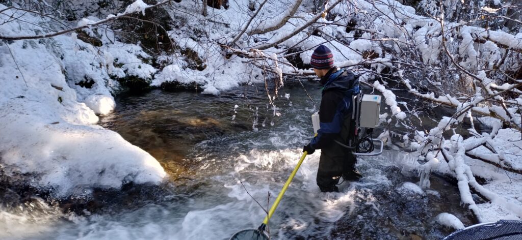 Зарибяване с оплоден хайвер 29.12.2025г. 8 20251229 114851