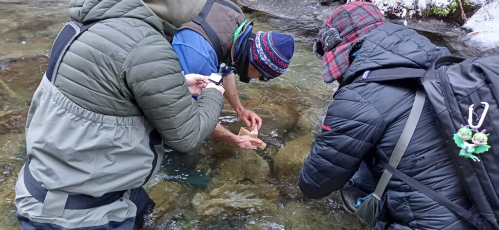 Зарибяване с оплоден хайвер 29.12.2025г. 11 20251229 140331