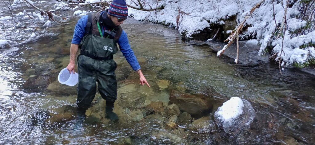 Зарибяване с оплоден хайвер 29.12.2025г. 14 20251229 140730