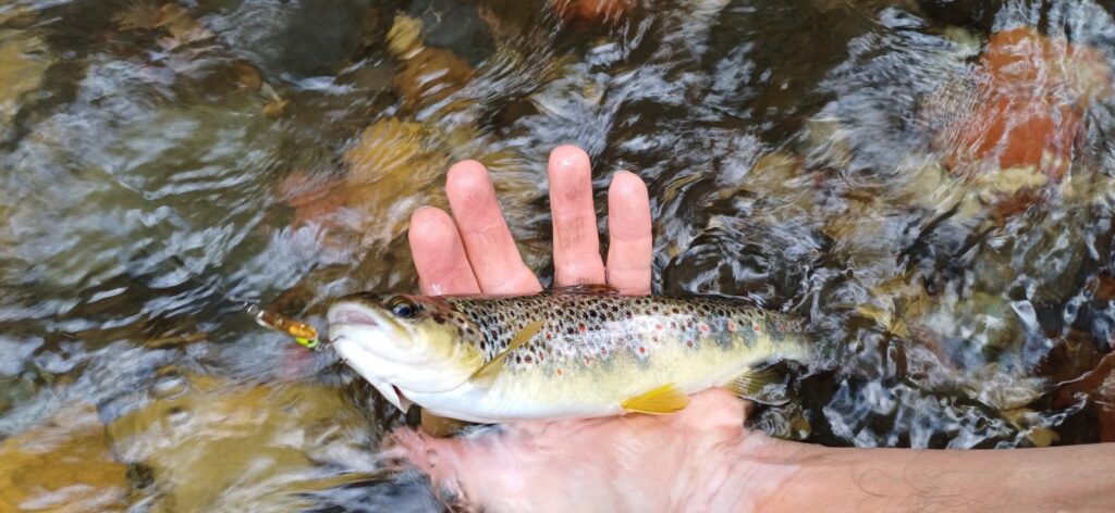 Тийм-билдинг "Балканка" 2025, издание IV 23 22