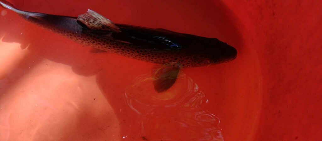 Кратък преглед на извършен мониторинг на река Искър след стената на язовир Панчарево до преди Цариградско шосе 4 441153033 752324900425547 7610508397677595490 n