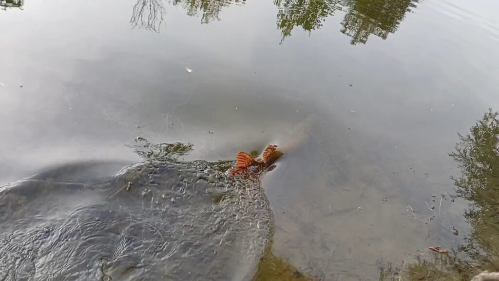 "С река на сърцето" - 05-07.09.2025г., издание V 58 57 1