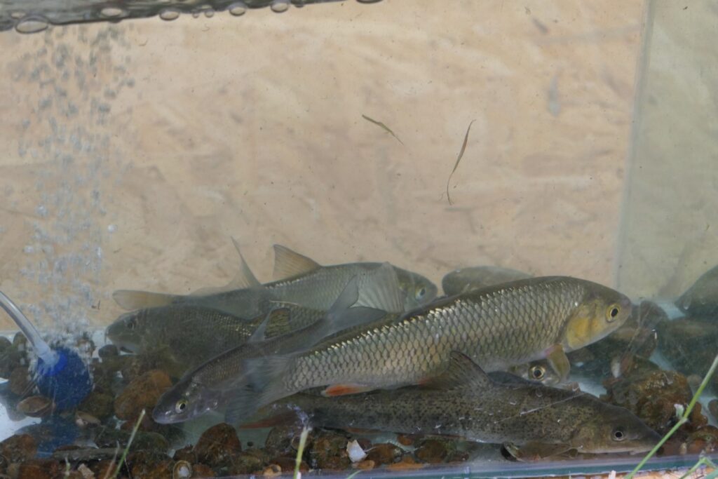 "С река на сърцето" - 05-07.09.2025г., издание V 91 90