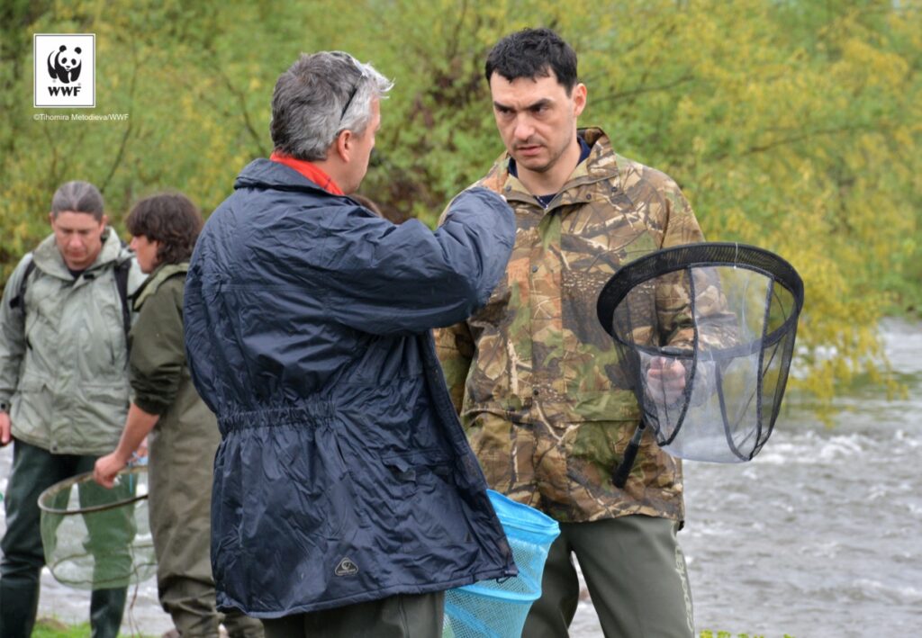 Подпомагане на дейности по проект "Свободни риби" на WWF България 2 output TH4 1067