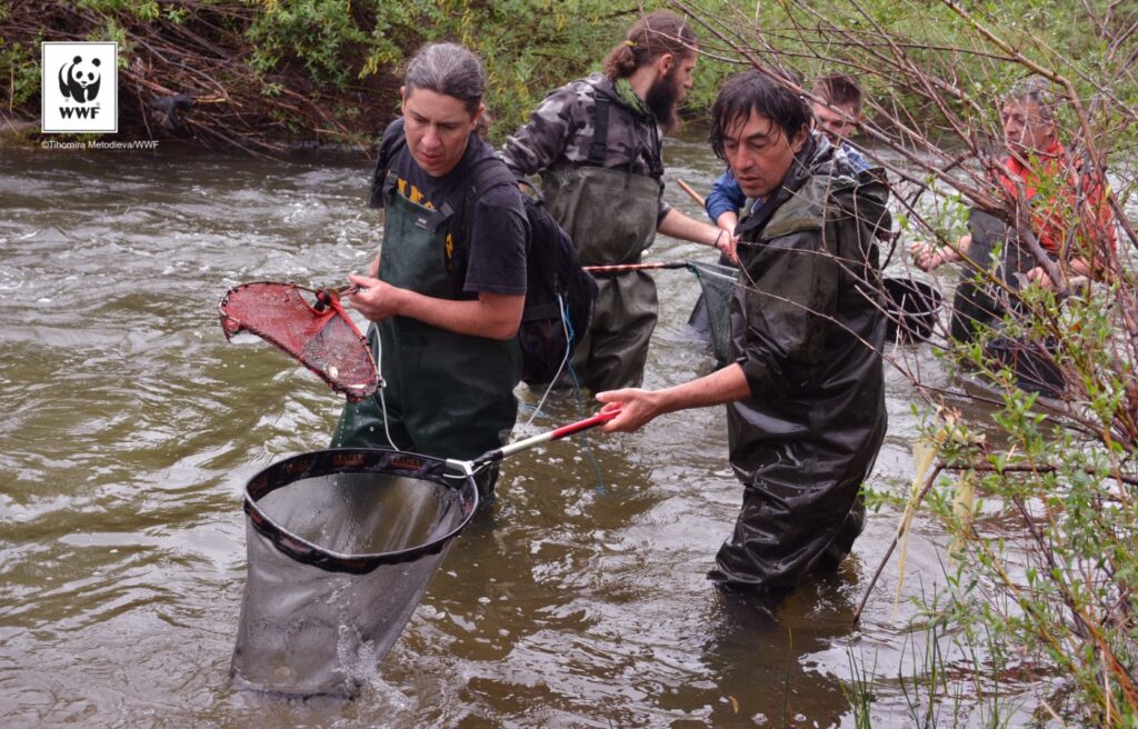 Подпомагане на дейности по проект "Свободни риби" на WWF България 4 output TH4 1175