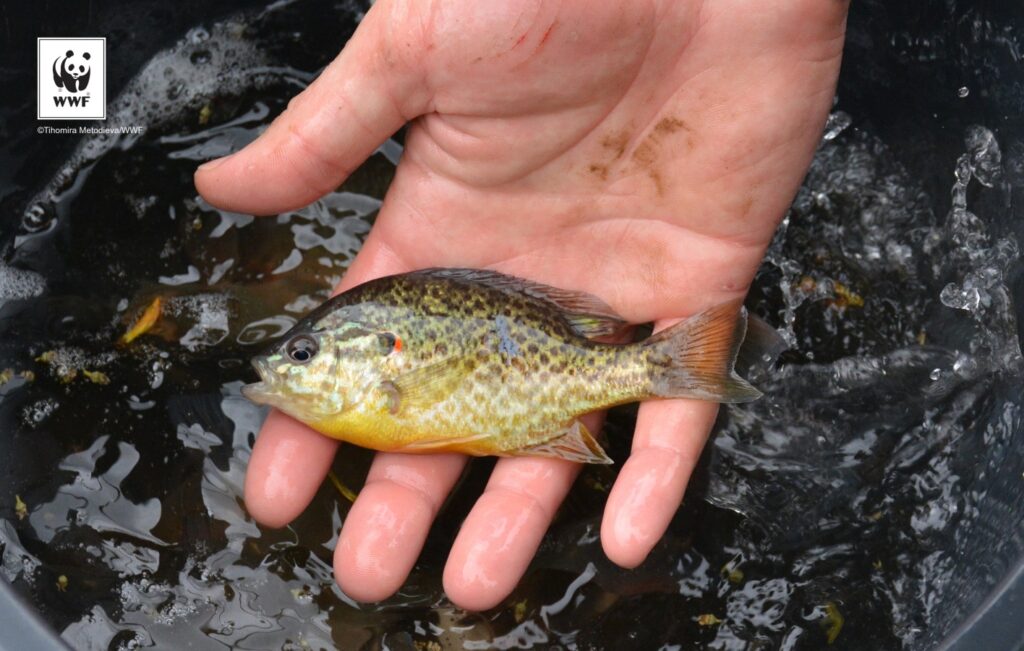 Подпомагане на дейности по проект "Свободни риби" на WWF България 7 output TH4 1351