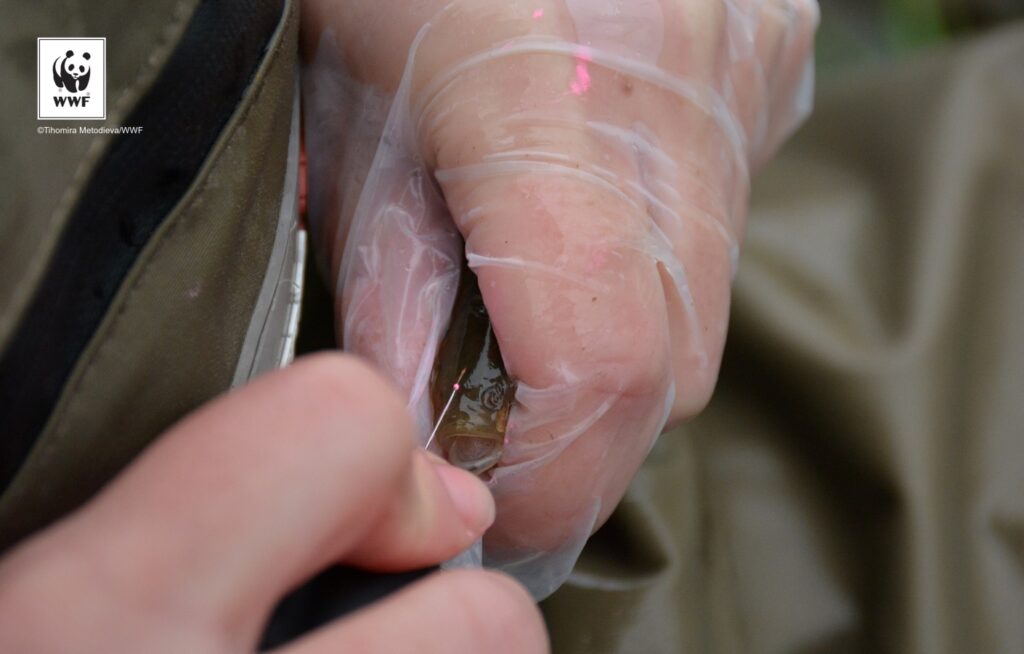 Подпомагане на дейности по проект "Свободни риби" на WWF България 8 output TH4 1366