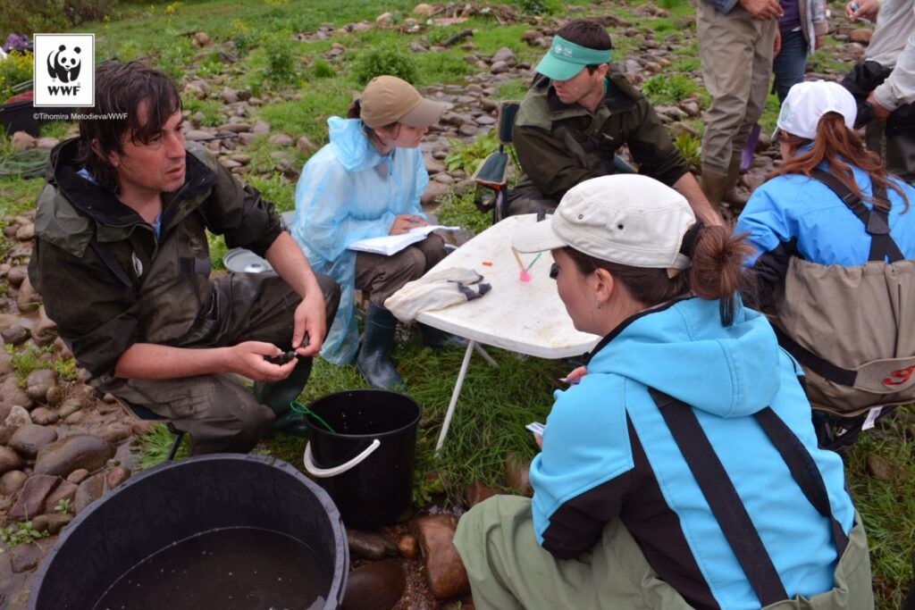 Подпомагане на дейности по проект "Свободни риби" на WWF България 9 output TH4 1375