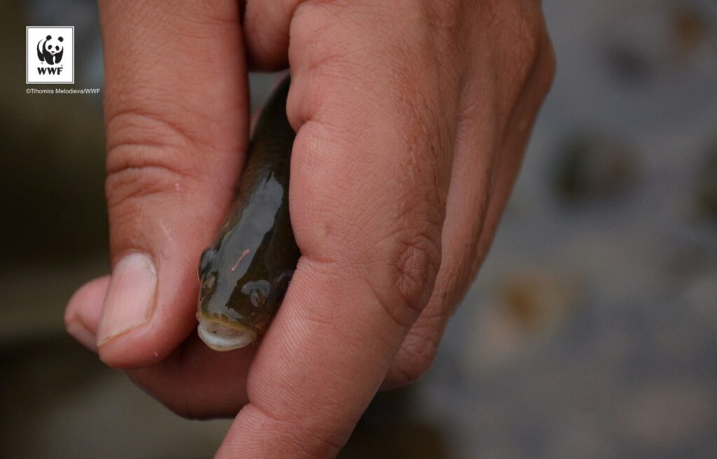 Подпомагане на дейности по проект "Свободни риби" на WWF България 11 output TH4 1396