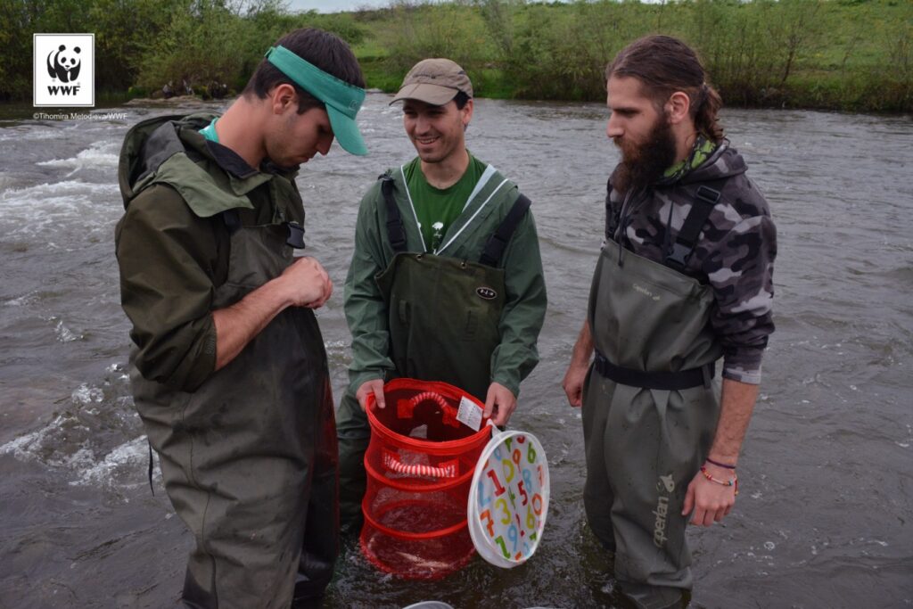 Подпомагане на дейности по проект "Свободни риби" на WWF България 15 output TH4 1428