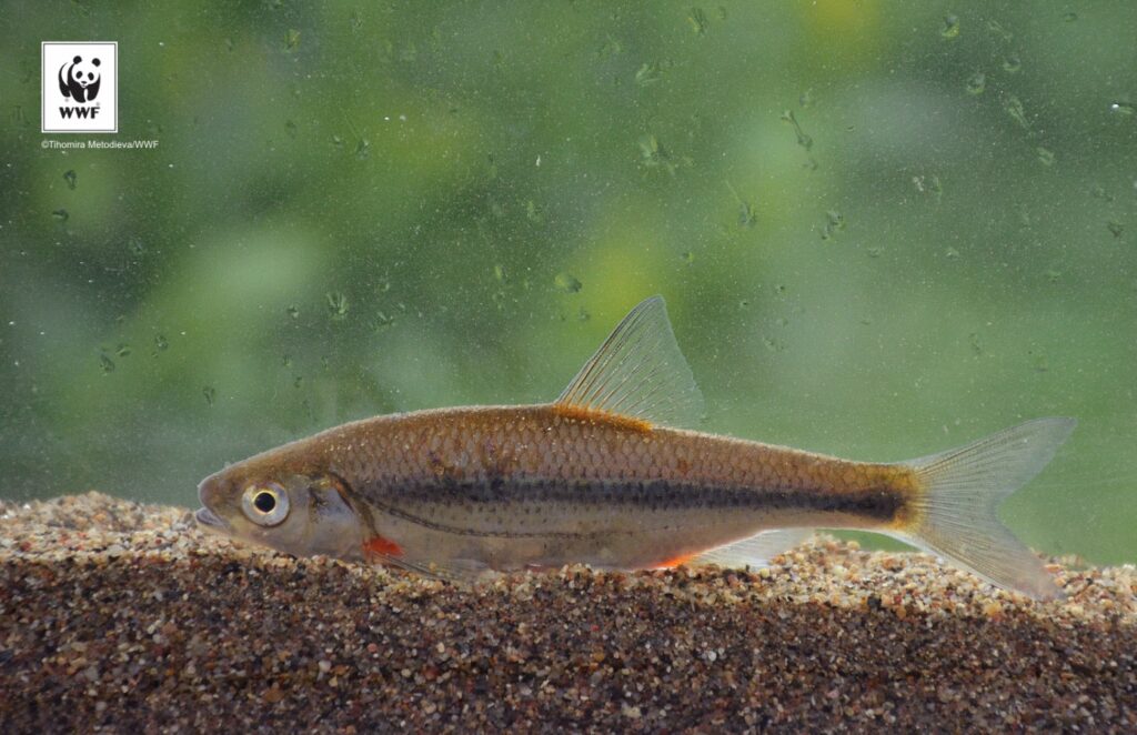 Подпомагане на дейности по проект "Свободни риби" на WWF България 16 output TH4 1464