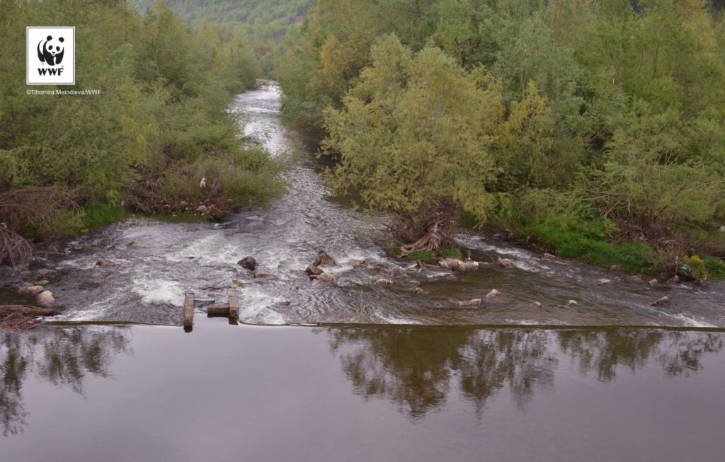 Подпомагане на дейности по проект "Свободни риби" на WWF България 17 output TH4 1510