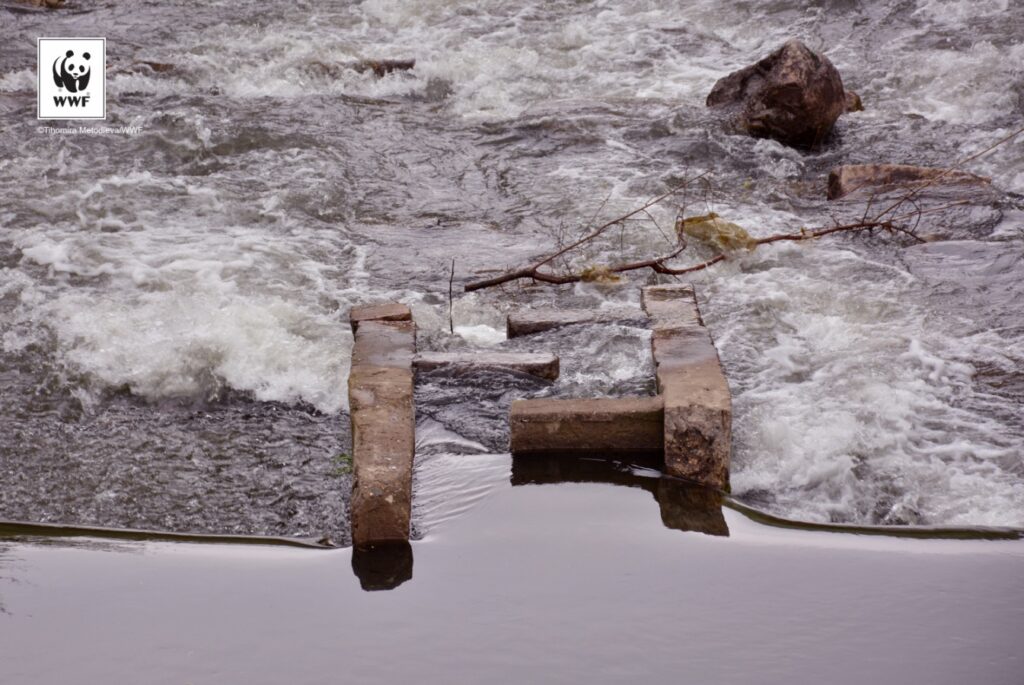 Подпомагане на дейности по проект "Свободни риби" на WWF България 18 output TH4 1512