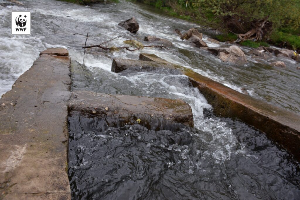 Подпомагане на дейности по проект "Свободни риби" на WWF България 19 output TH4 1514