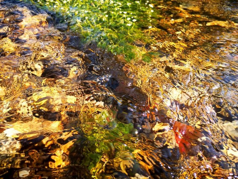 Почистване на река Въча 25 април 2026 1 вода