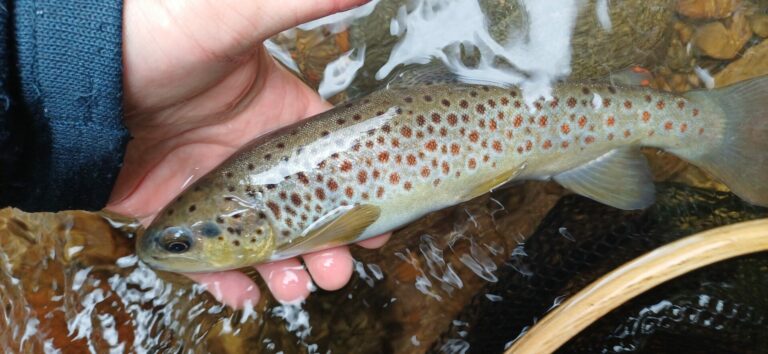 Почистване на река Въча 25 април 2026 2 македонска пъстърва