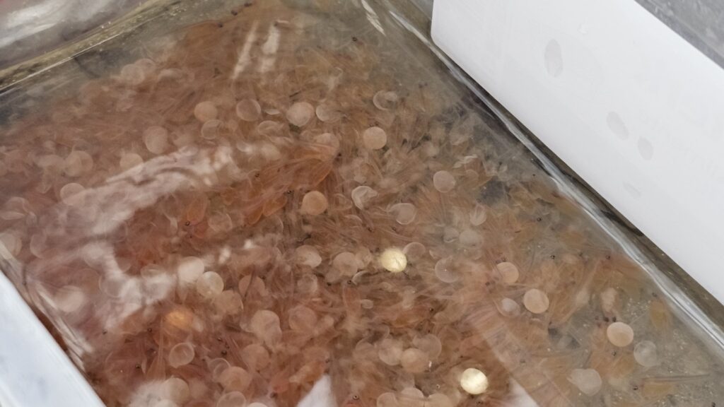 Зарибяване с оплоден хайвер от вида Salmo macedonicus във водосбора на река Струма 15 20260115 143003