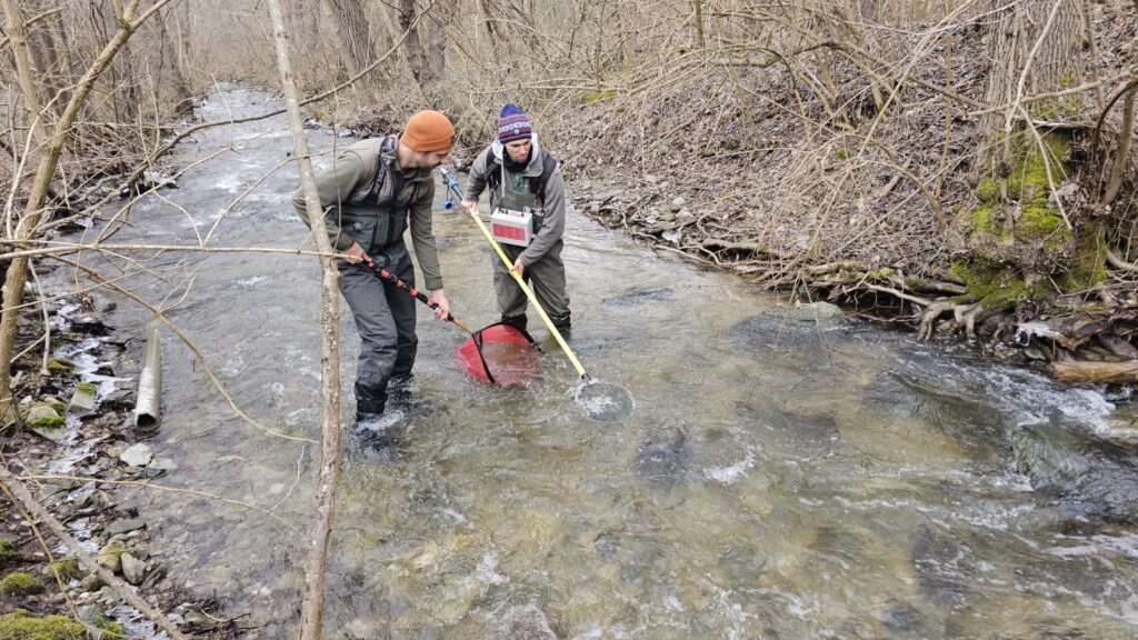 Зарибяване с оплоден хайвер от вида Salmo macedonicus във водосбора на река Струма 16 20260115 143350