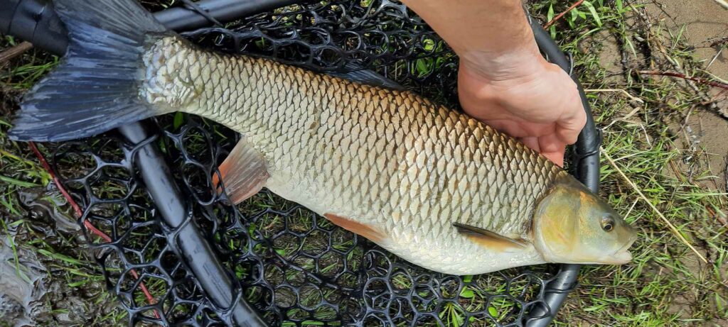 Пролетно-лятна забрана за риболов 2026 в България 2 забрана за риболов 2026